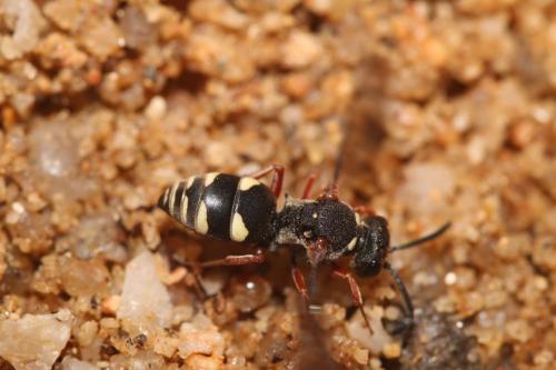 Brachystegus scalaris